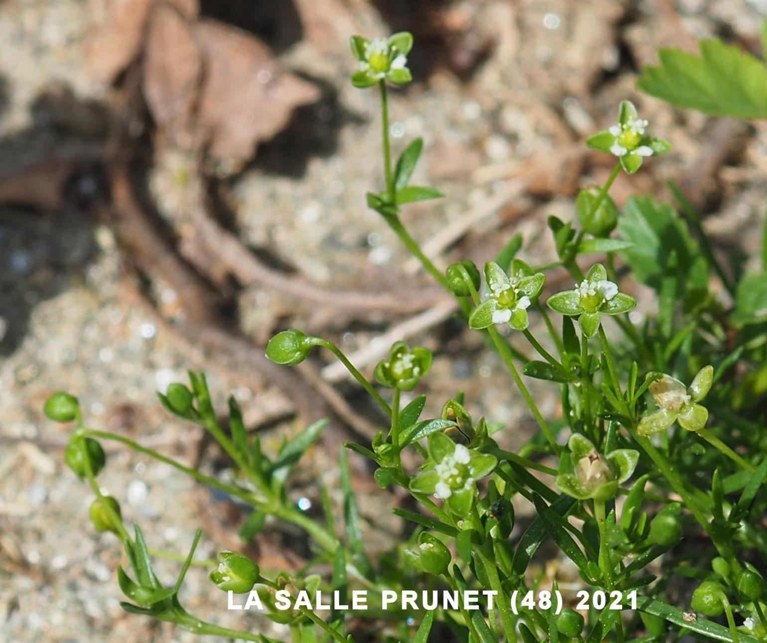 Pearlwort, Procumbent